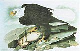 Bald Eagle by John James Audubon